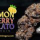 lemon cherry gelato strain