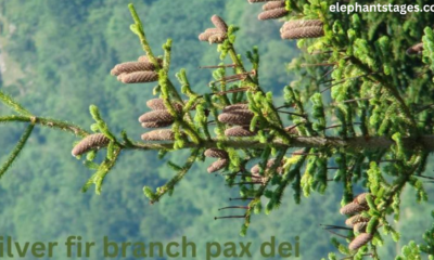 silver fir branch pax dei