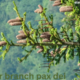 silver fir branch pax dei