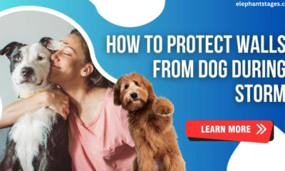 how to protect walls from dog during storm