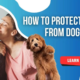 how to protect walls from dog during storm