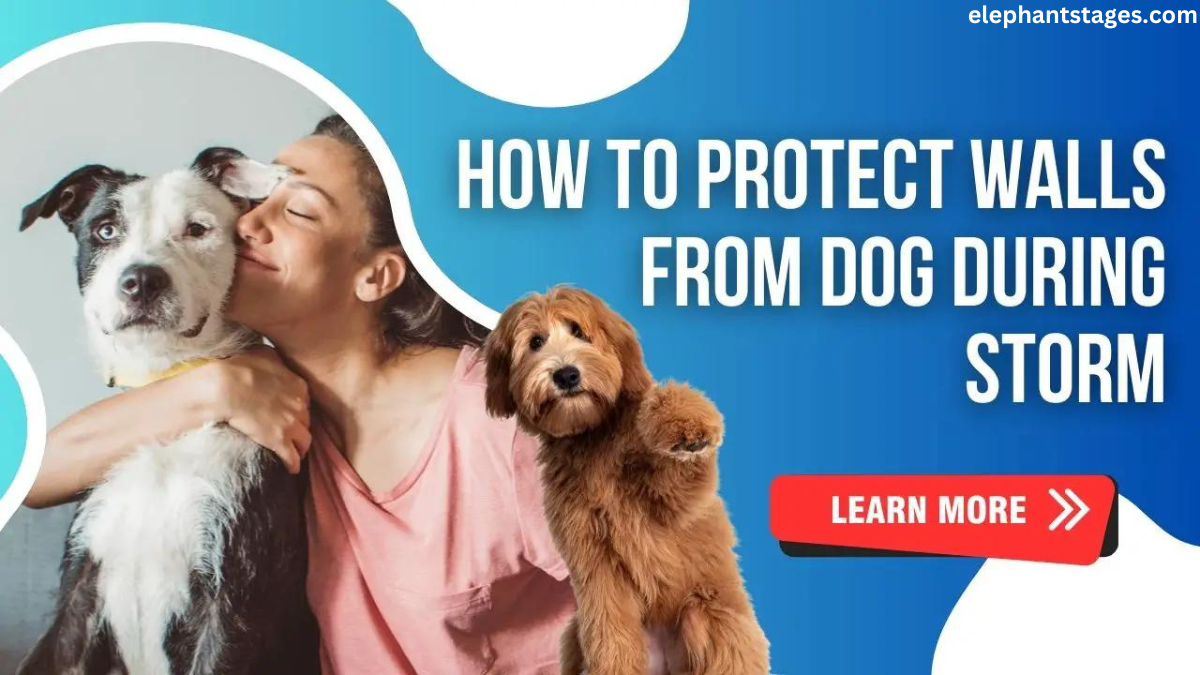 how to protect walls from dog during storm