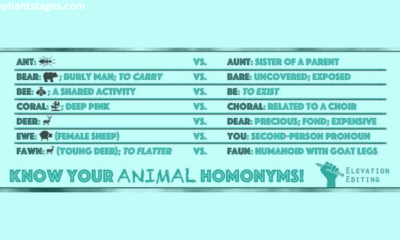 new animal homophone