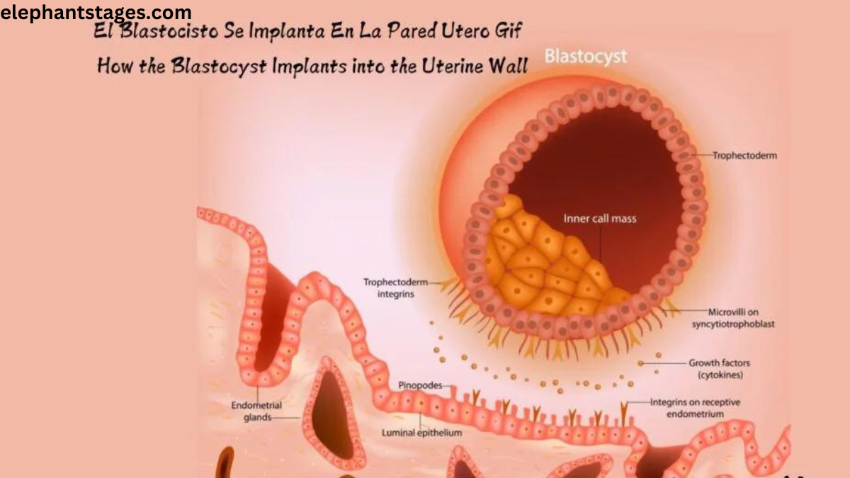 el blastocisto se implanta en la pared utero gif