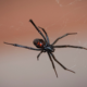 should i kill a black widow spider