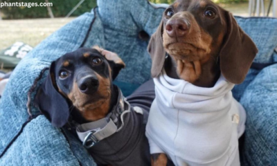 why dachshunds are the worst breed