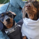 why dachshunds are the worst breed