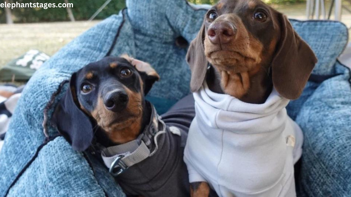 why dachshunds are the worst breed