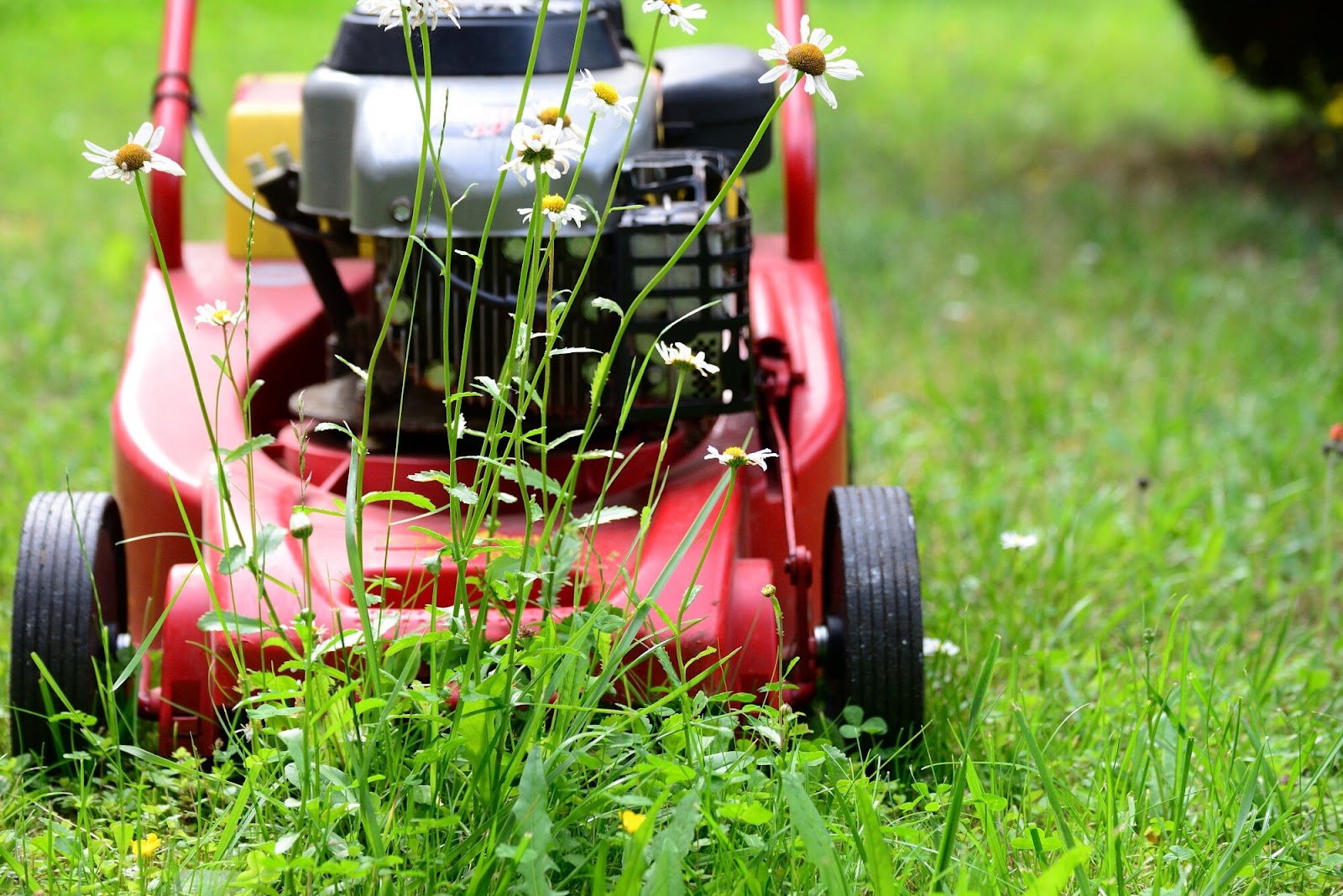 Tips for Maintaining a Beautiful Lawn