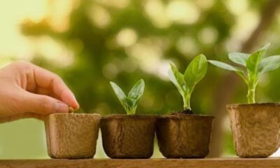 the benefits of plant nurseries webfreen.com