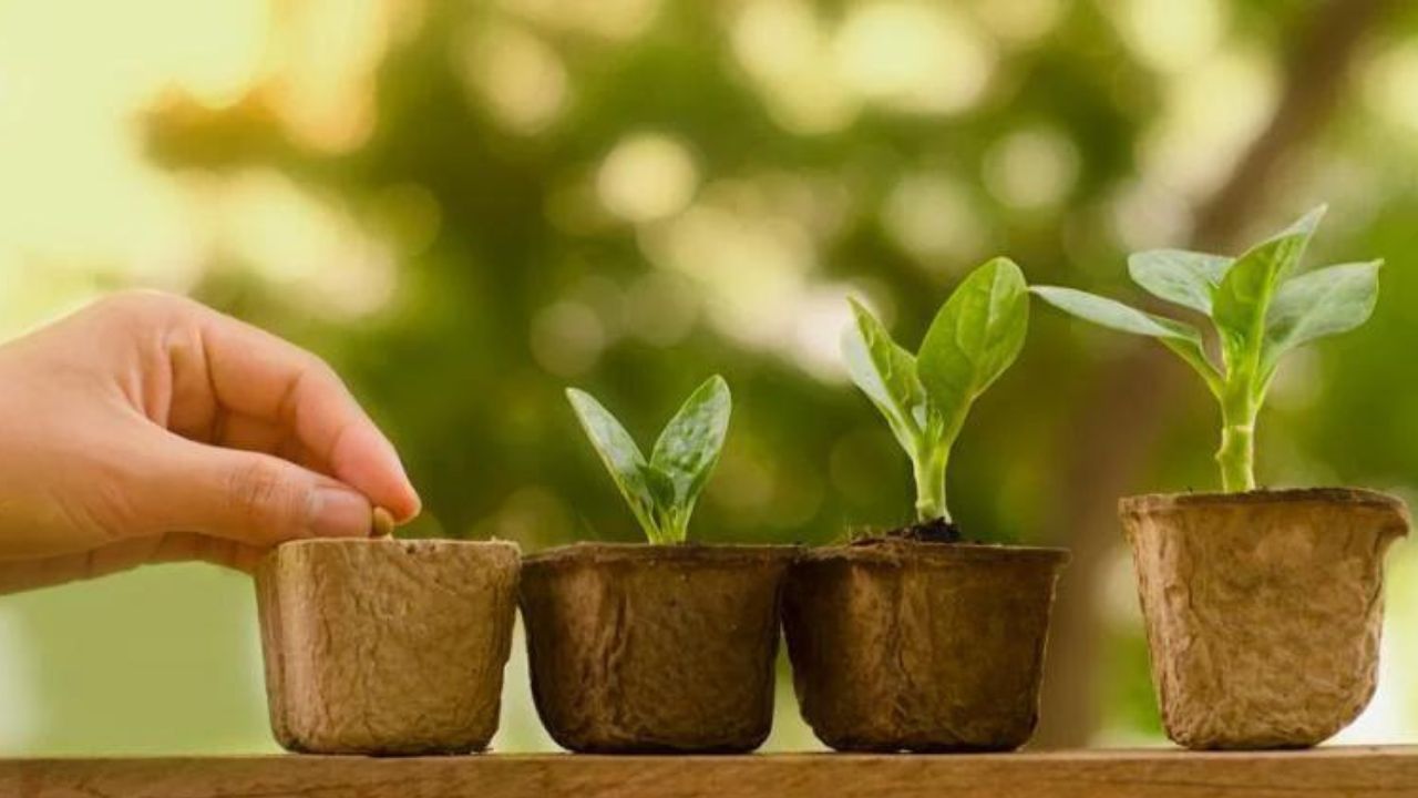 the benefits of plant nurseries webfreen.com