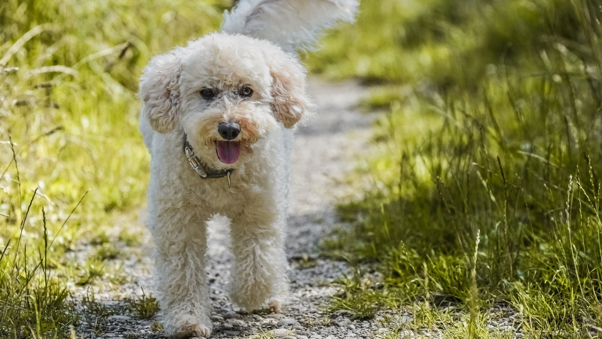 merle poodle